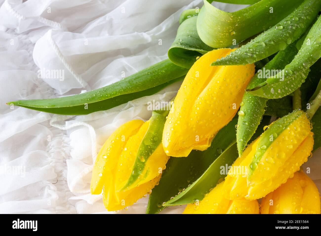 Tulipani gialli con gocce d'acqua - sfondo bianco Foto Stock