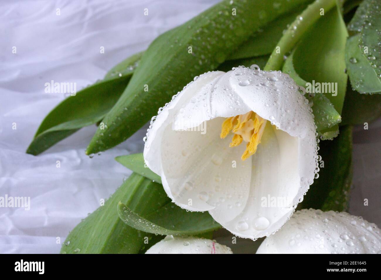 Tulipani bianchi con gocce d'acqua - fondo in tessuto bianco Foto Stock