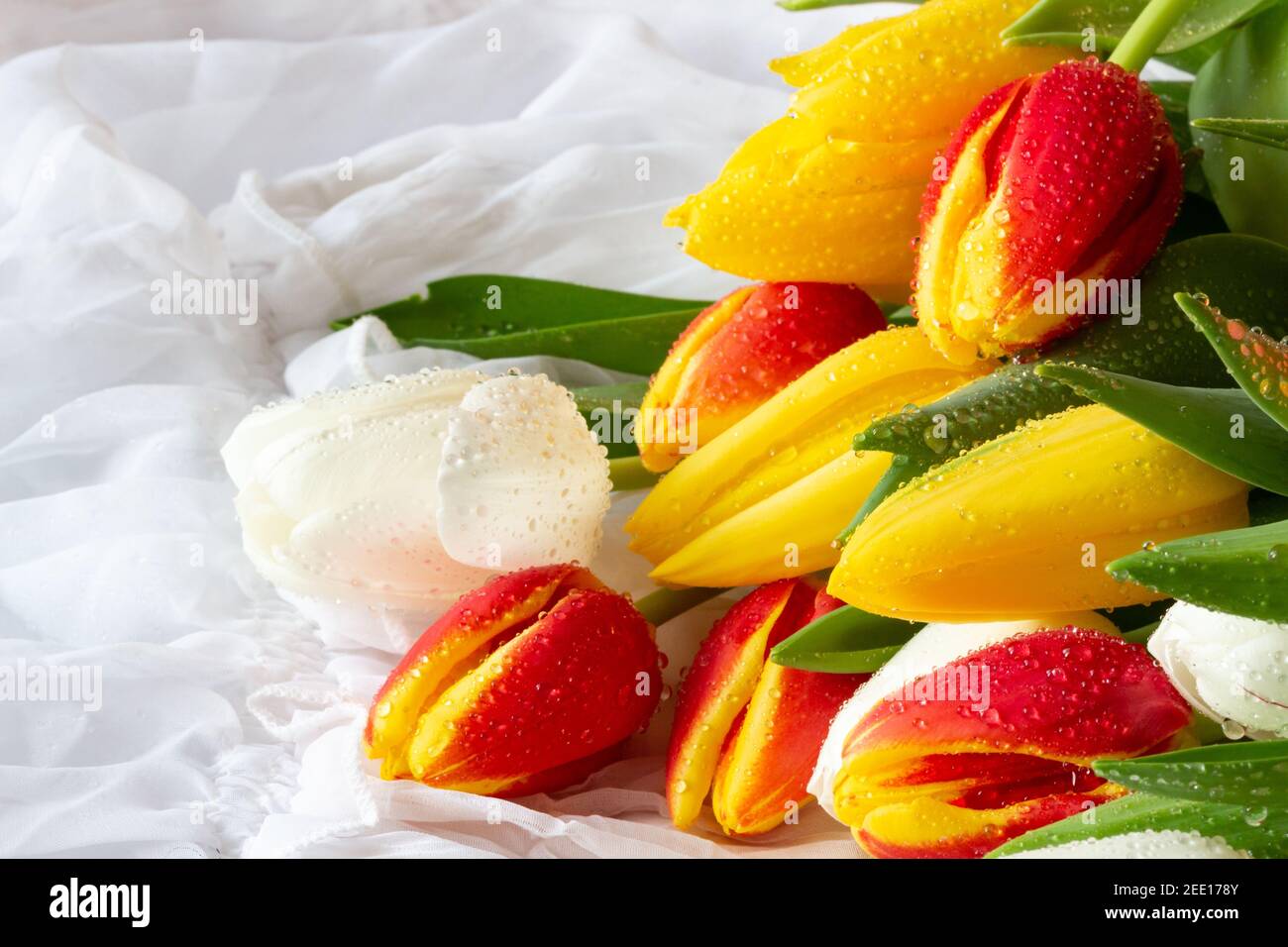 Bouquet di tulipani bianchi, gialli e rossi con gocce d'acqua - fondo in tessuto bianco Foto Stock