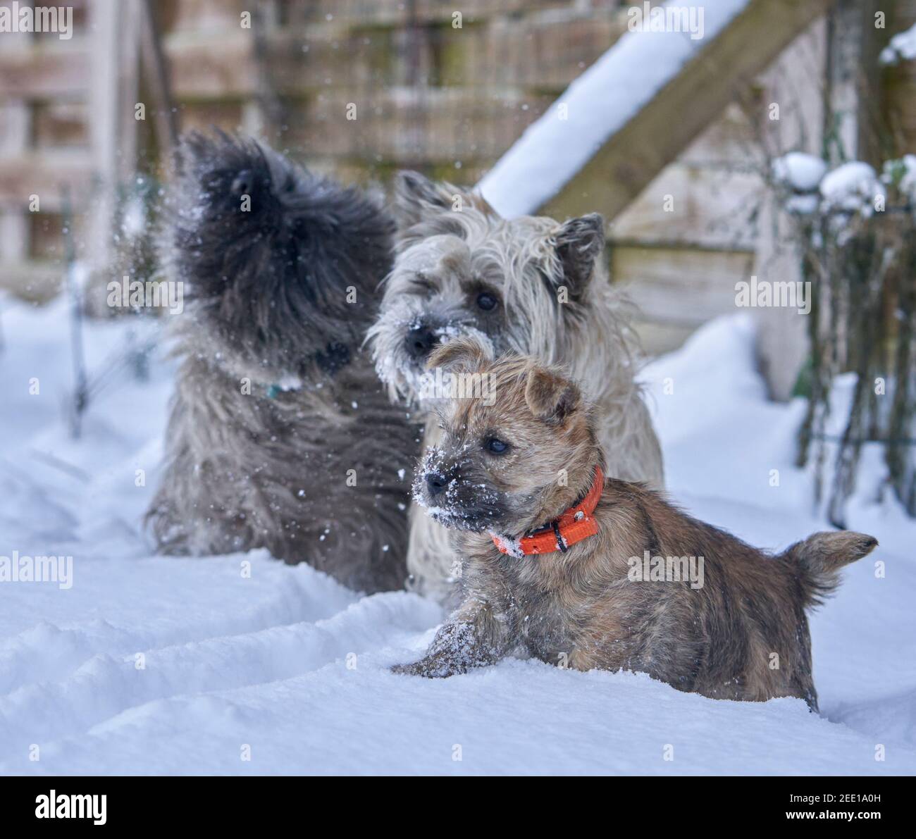 La famiglia Cairn Terrier con simpatico cucciolo che gioca nella neve in un giardino posteriore. Foto Stock
