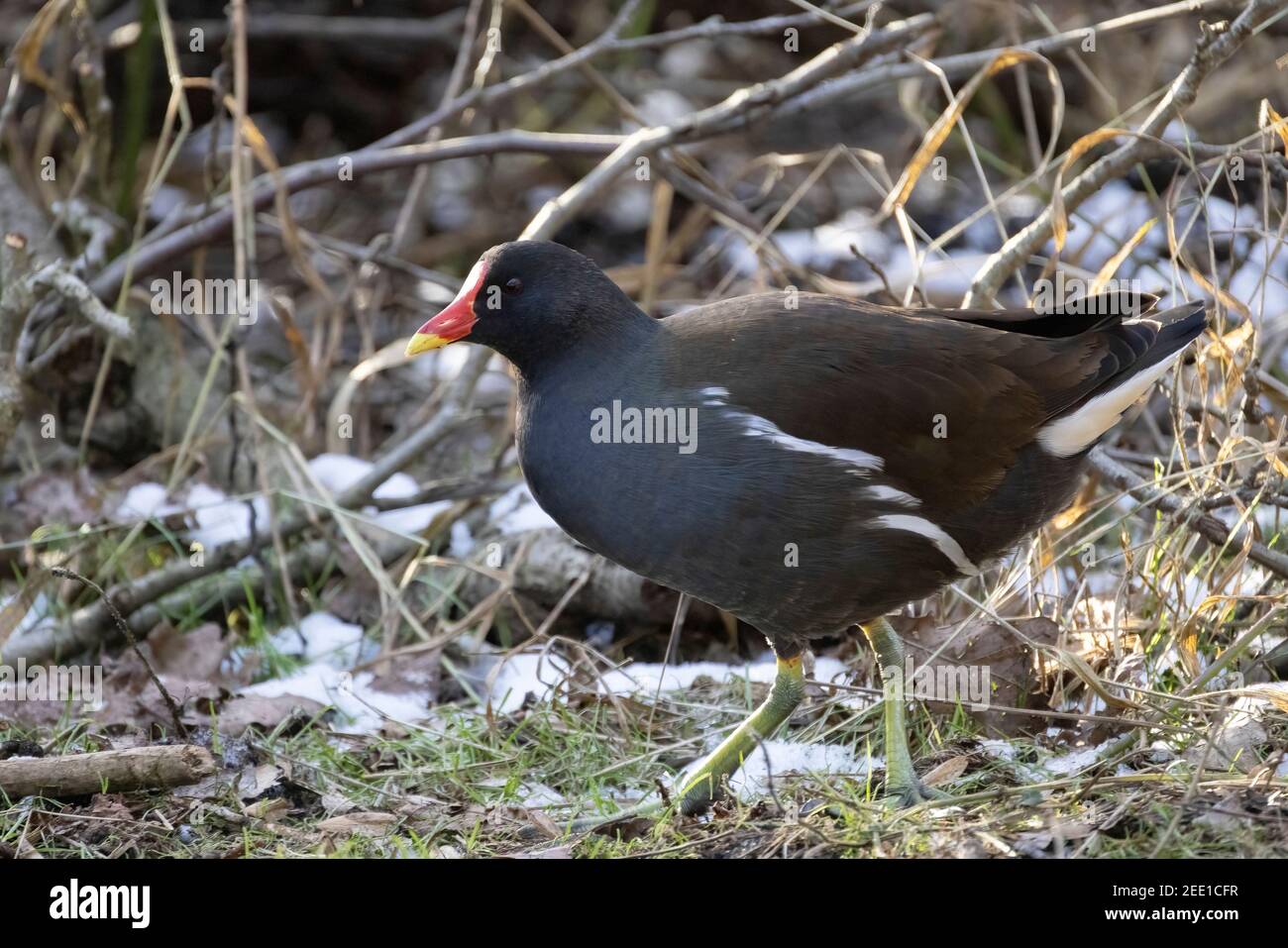 Moorhen UK, il comune moorhen, gallinula chloropus, aka Swamp Chicken o Waterhen - un adulto dalla vista laterale, Suffolk UK Foto Stock