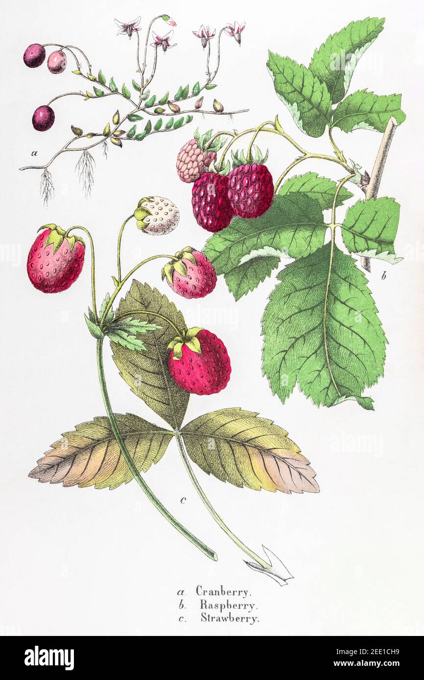 Illustrazione botanica vittoriana del XIX secolo restaurata digitalmente di mirtillo rosso, lampone e fragola. Vedere le note per le informazioni sulla sorgente e sul processo. Foto Stock