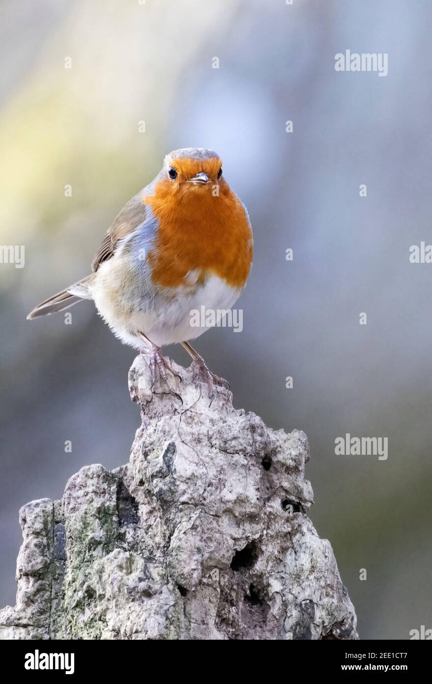 Robin UK; European Robin ( Erithacus rubbecula ) perching; esempio di piccoli uccelli britannici, Suffolk, UK Foto Stock