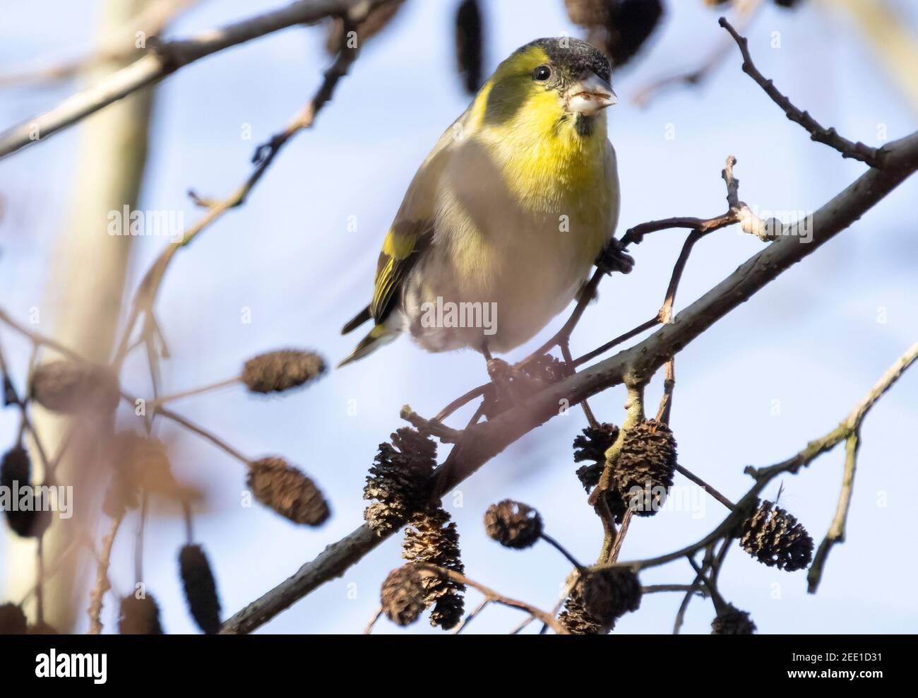 Siskin UK; Eurasian Siskin, Spinus spinus, perching in un albero di ontano, esempio di piccoli uccelli da giardino, Suffolk UK Foto Stock