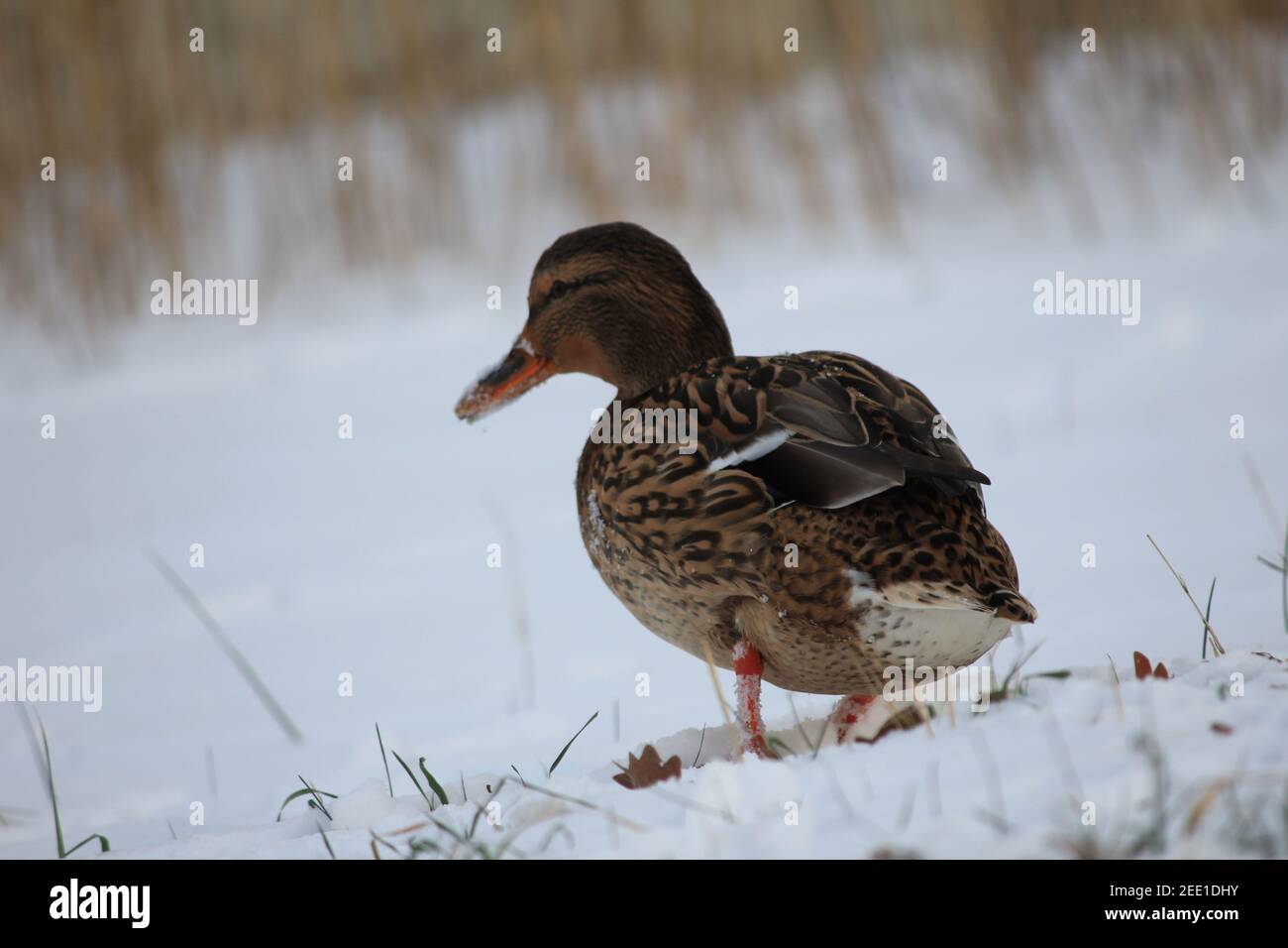 Anatre nel citypark Staddijk a Nijmegen, Paesi Bassi Foto Stock