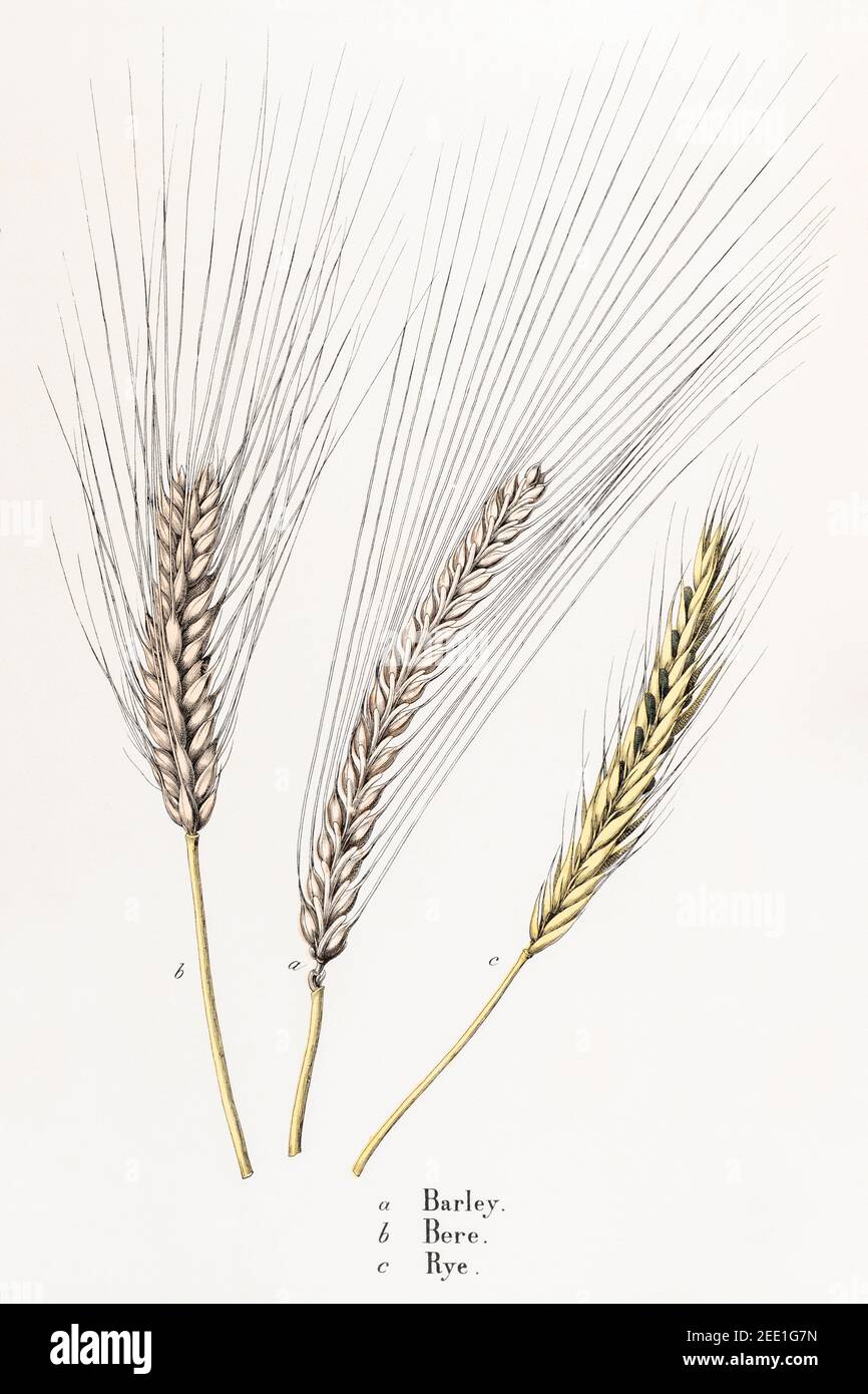 Illustrazione botanica vittoriana del XIX secolo restaurata digitalmente dei cereali di Barley, Bere e Rye. Vedere le note per le informazioni sulla sorgente e sul processo. Foto Stock
