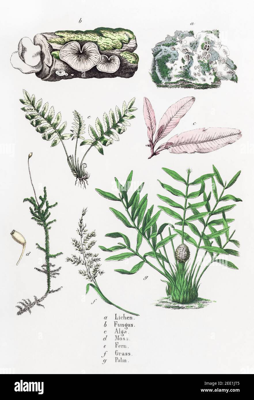 Lato sinistro della targa 1, con 7 tipi di piante appartenenti al «regno vegetale». Lichens, Fungus, alghe, Moses, Ferns, Erbe & Palms. Vedere le note Foto Stock