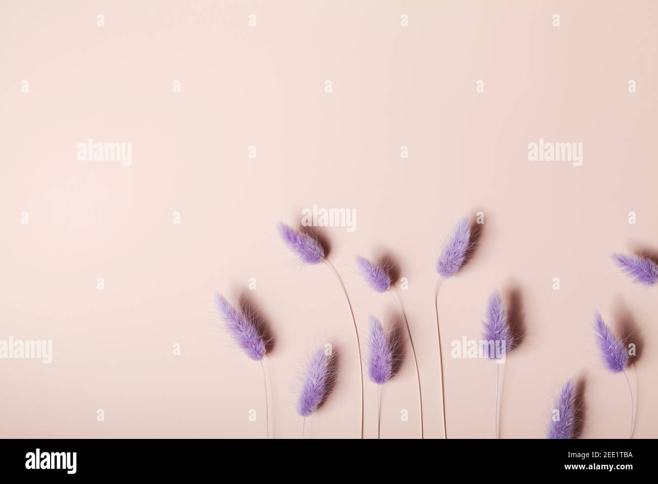 Coda di coniglio Erba fiori secchi su sfondo beige. Composizione minimalista. Romantico, natura sfondo. Spazio di copia. Foto Stock