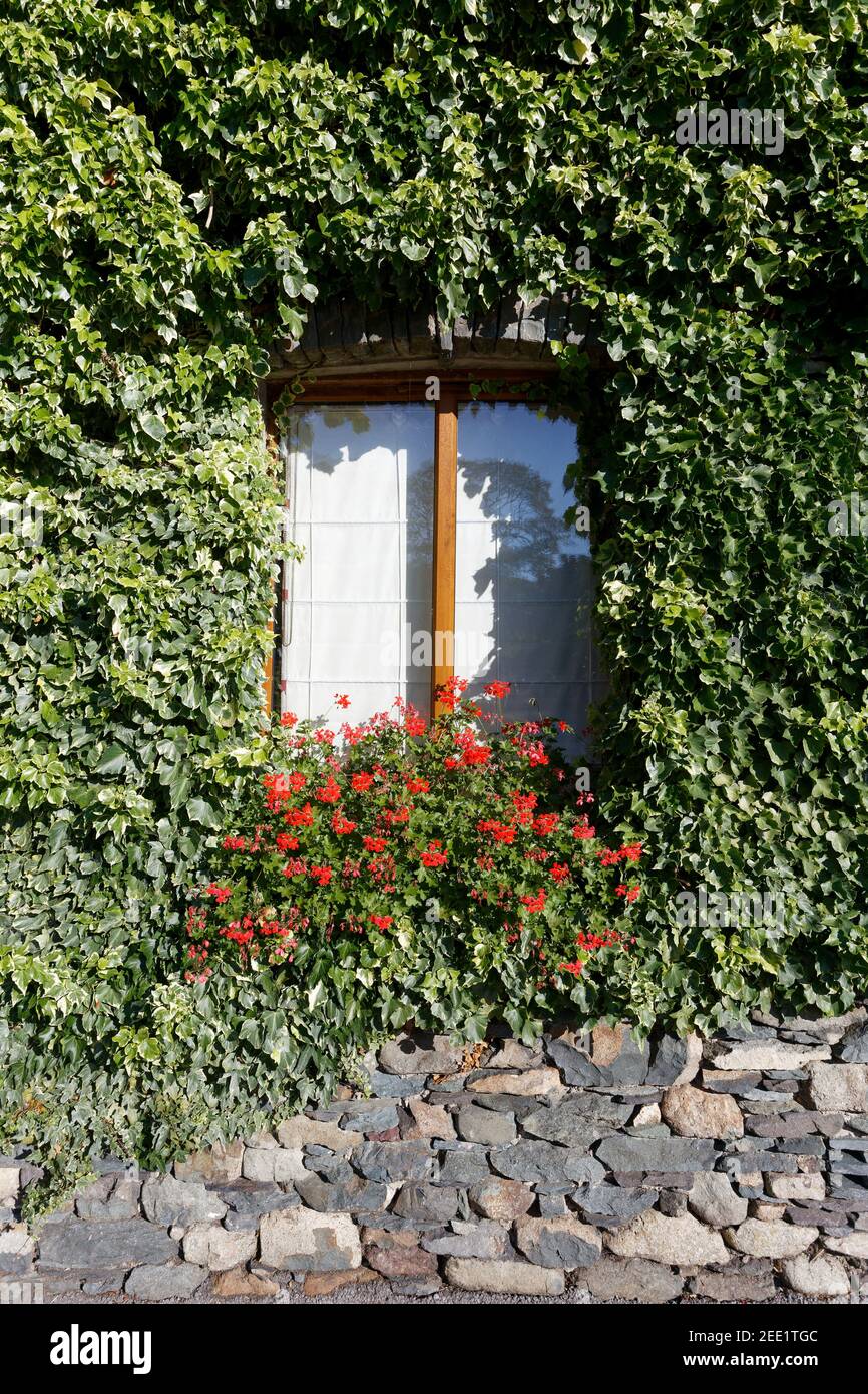 Gerani e edera intorno a una finestra rustica su una pietra cottage Foto Stock