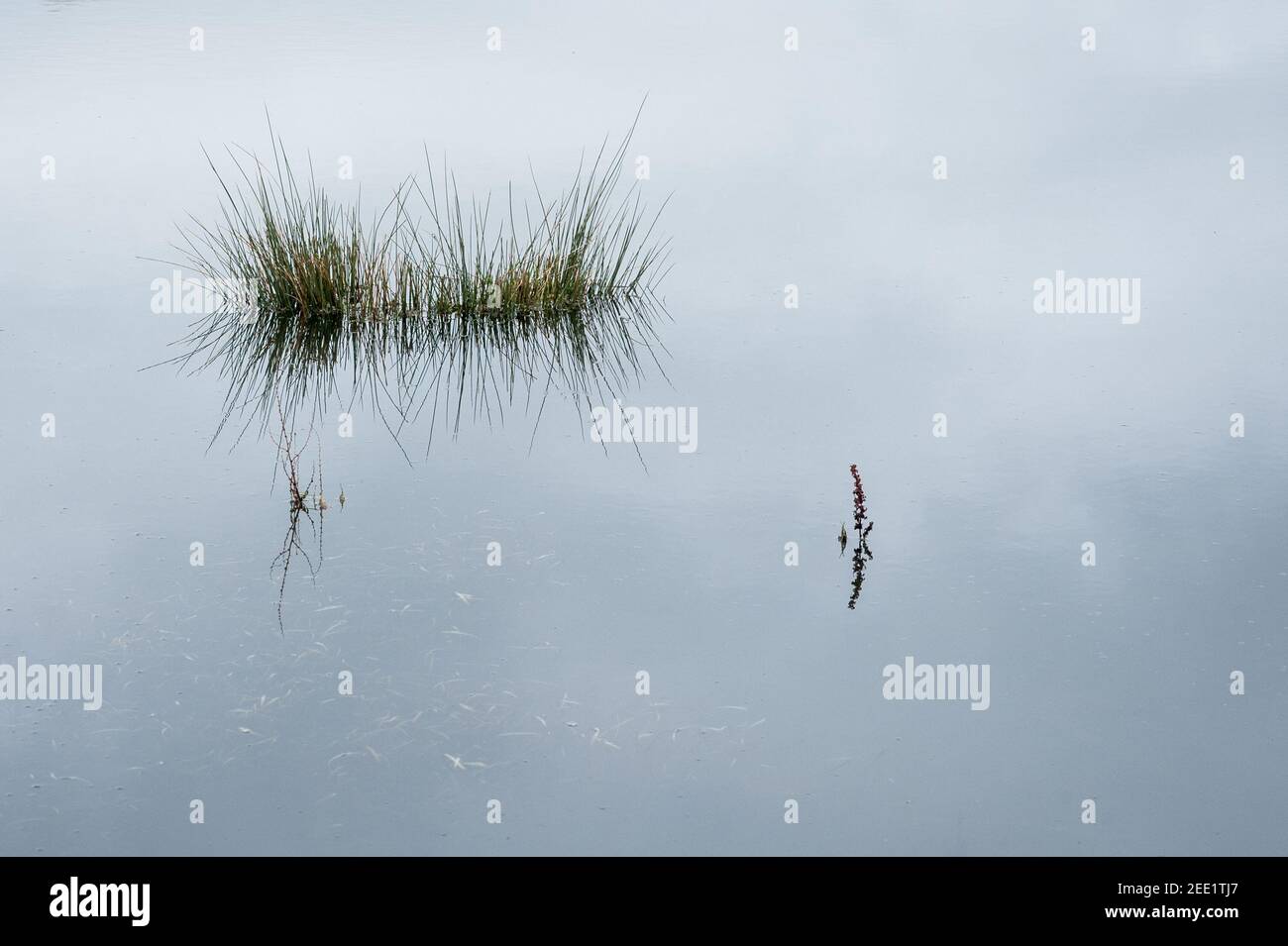 Tuft di canne che crescono in vetro-come acqua Foto Stock