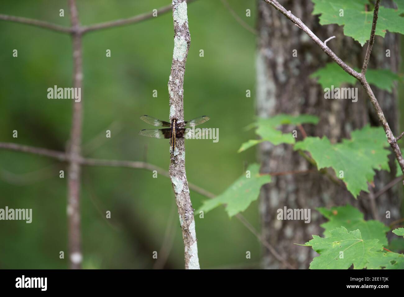 Femmina Widow Skimmer (Libellula luctuosa) libellula appollaiato su un ramo di albero. Foto Stock