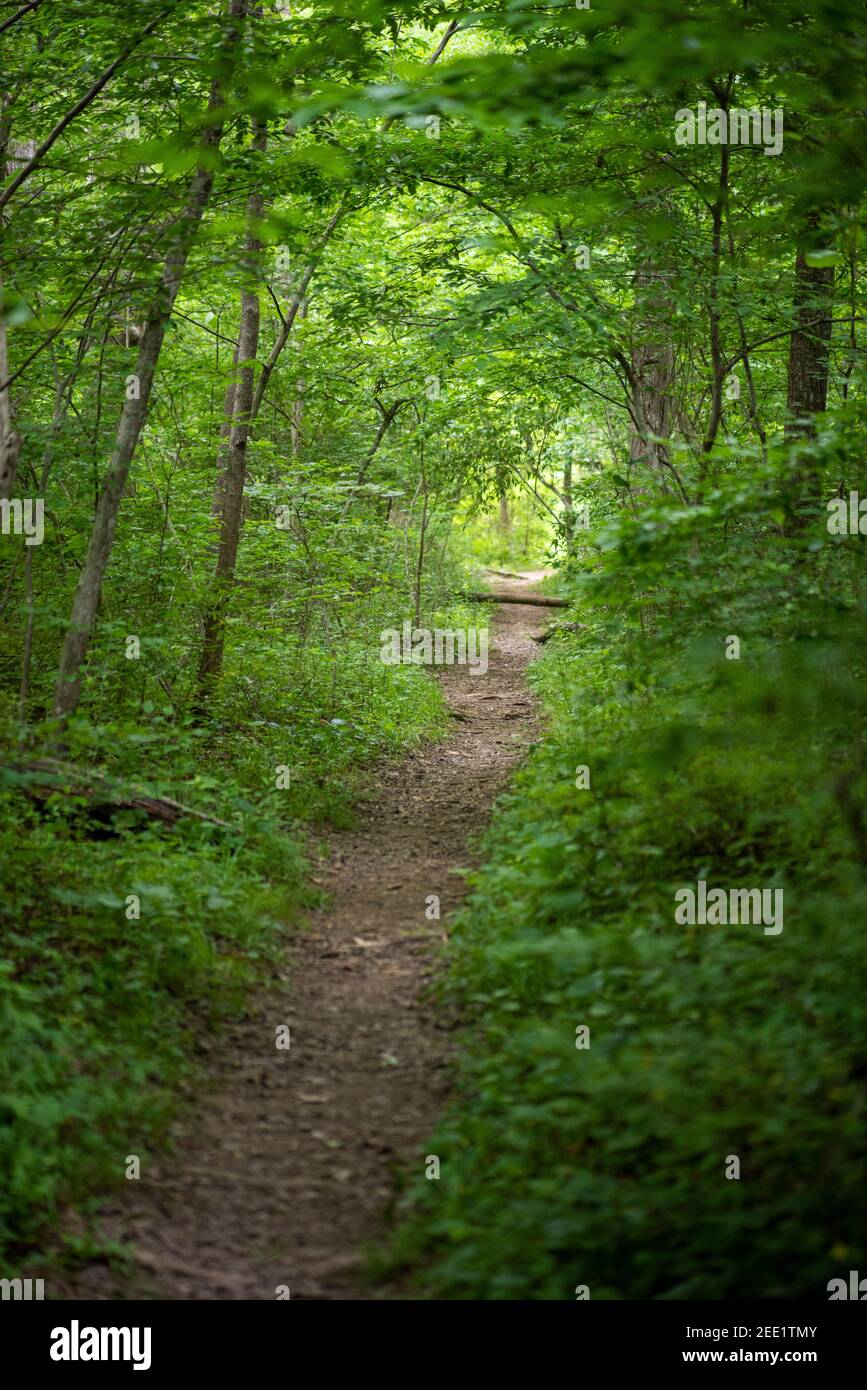 Sentiero deserto nella foresta. Foto Stock