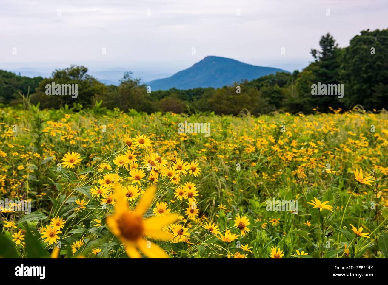 Old Rag Mountain visto da Skyline Drive nel Parco Nazionale di Shenandoah. Old Rag Mountain è una montagna di 3,284 metri vicino a Sperryville nella contea di Madison, Foto Stock