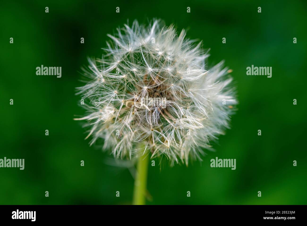 Un dandilion seedhead è pronto a disperdere i suoi semi con la successiva raffica di vento. Foto Stock