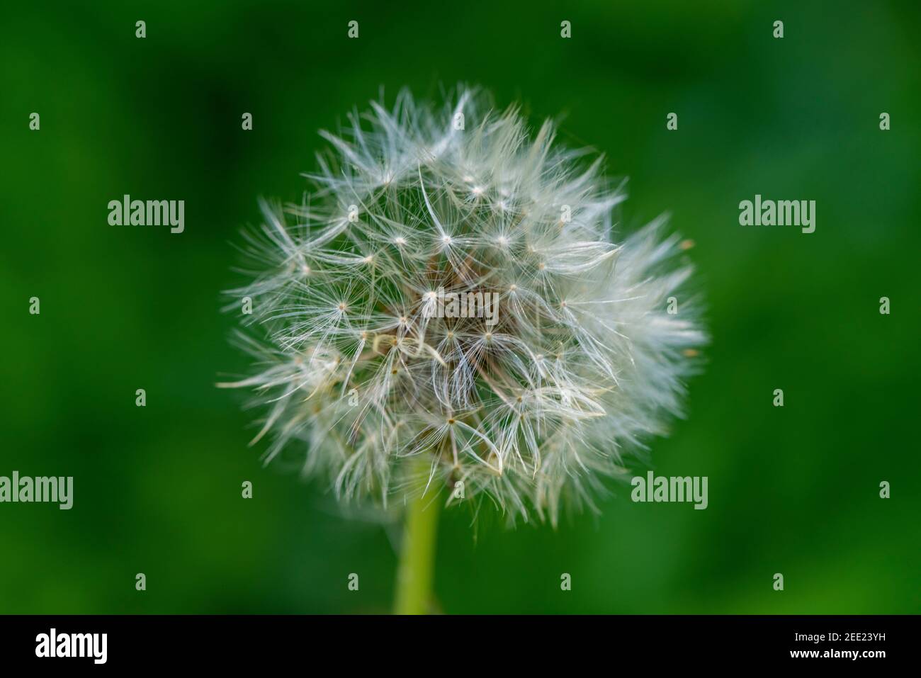 Un dandilion seedhead è pronto a disperdere i suoi semi con la successiva raffica di vento. Foto Stock