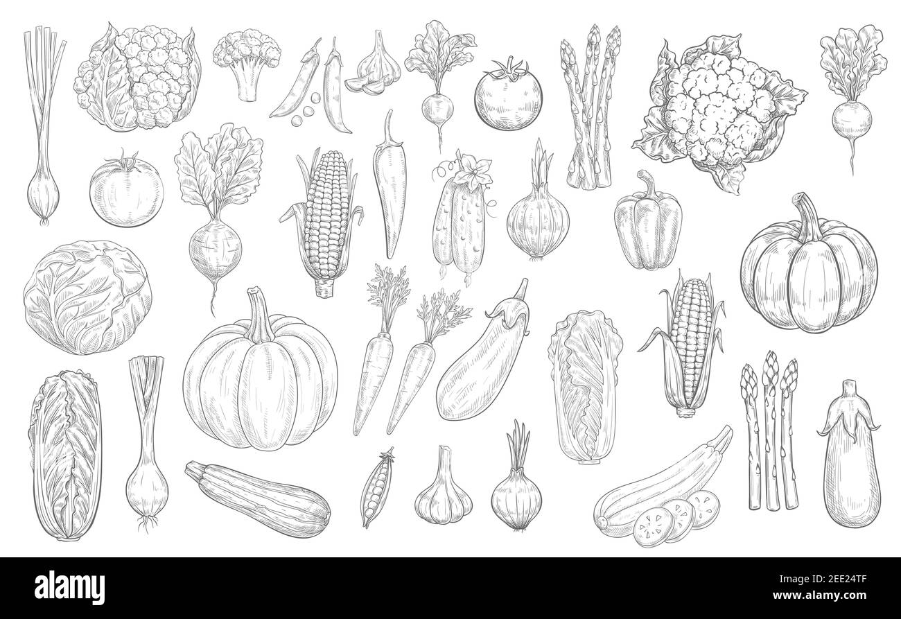 Icone di schizzo di verdure, verdure di raccolto di cibo di fattoria, vettore disegnati a mano. Verdure, cibo vegetariano, cavolfiore e broccoli cavolo, aglio, melanzane Illustrazione Vettoriale
