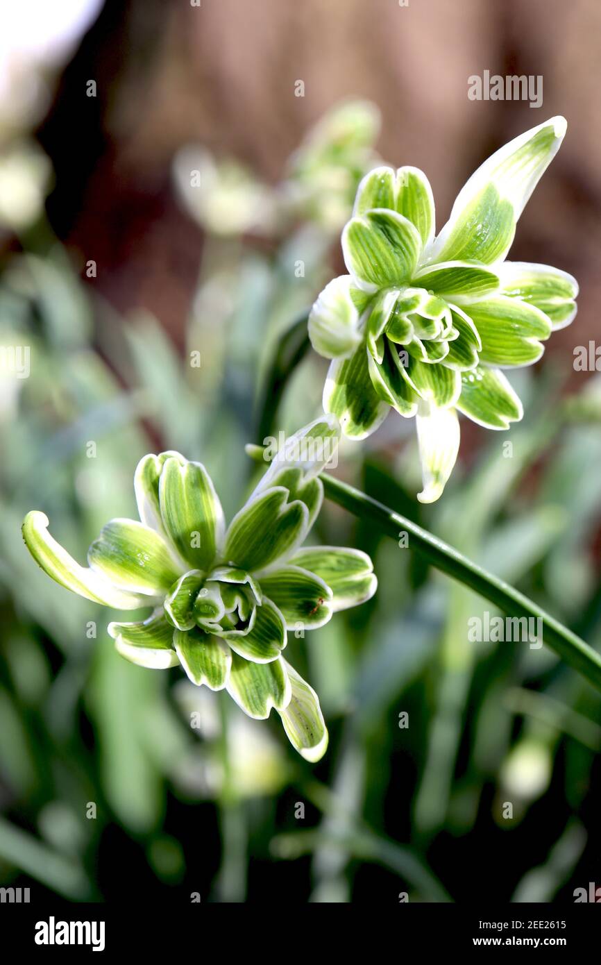 Galanthus nivalis F. pleniforus ‘Bewbury Tart‘ Snowdrop Bewbury Tart – due gocce di neve con diverse marcature verdi, febbraio, Inghilterra, Regno Unito Foto Stock
