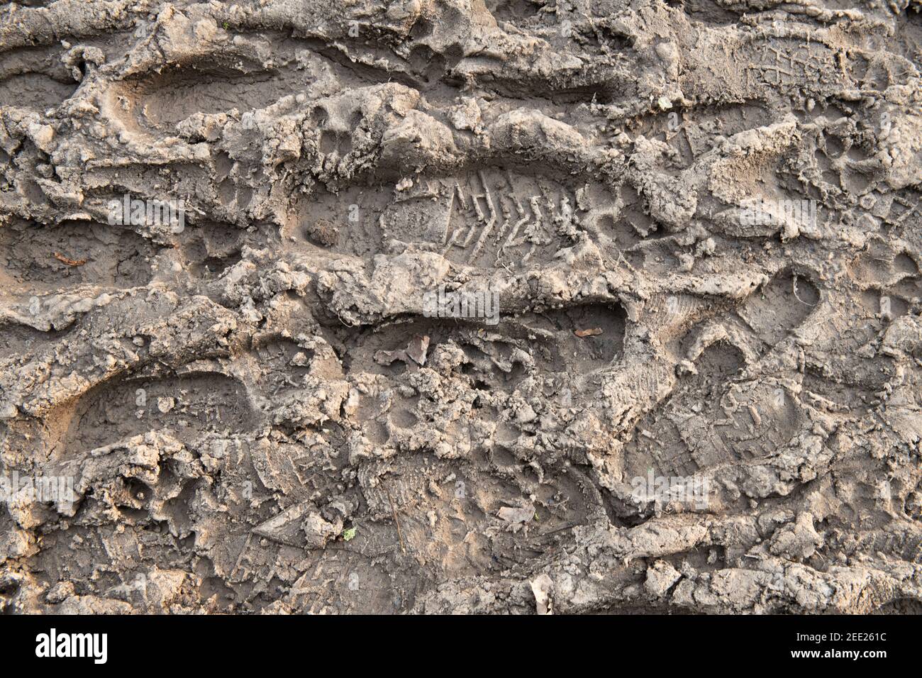 Molti piedi (scarpa) stampe in fango, sfondo, marrone Foto Stock