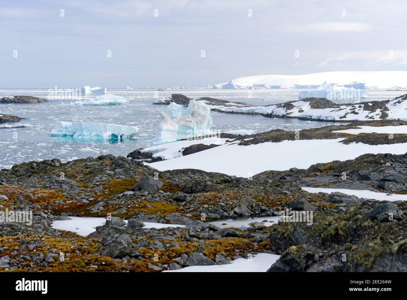 Vaste mosche e licheni coprono l'Isola di Amsler al Porto di Arthur, vicino alla Stazione di Palmer, Antartide Foto Stock