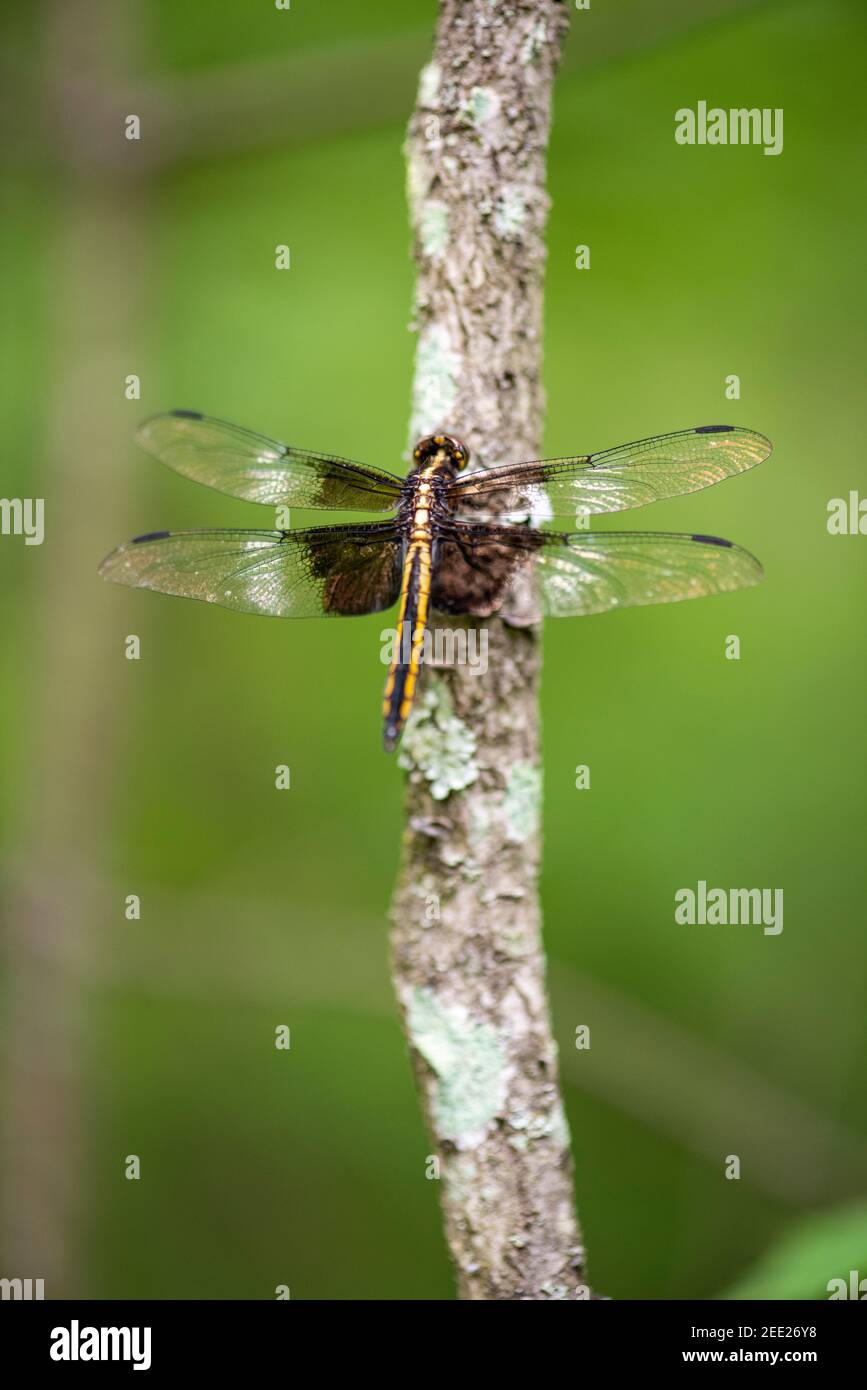 Femmina Widow Skimmer (Libellula luctuosa) libellula appollaiato su un ramo di albero. Foto Stock