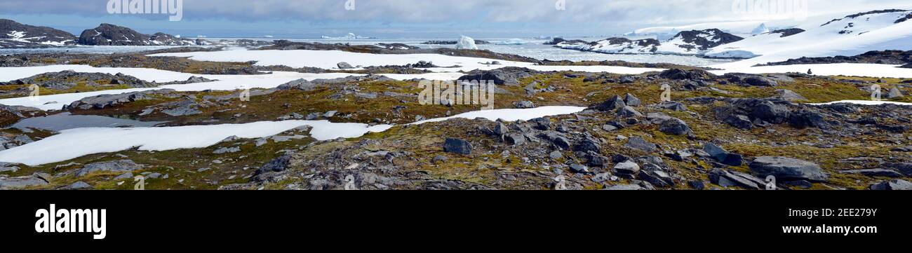 Vaste mosche e licheni coprono l'Isola di Amsler al Porto di Arthur, vicino alla Stazione di Palmer, Antartide Foto Stock