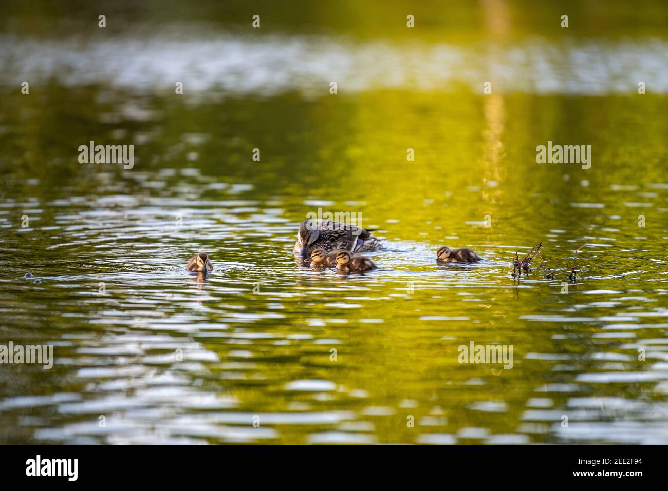 Una femmina mallard nuota con le sue anatroccoli. Constitution Gardens è un parco situato a Washington, D.C., negli Stati Uniti, all'interno dei confini della Th Foto Stock