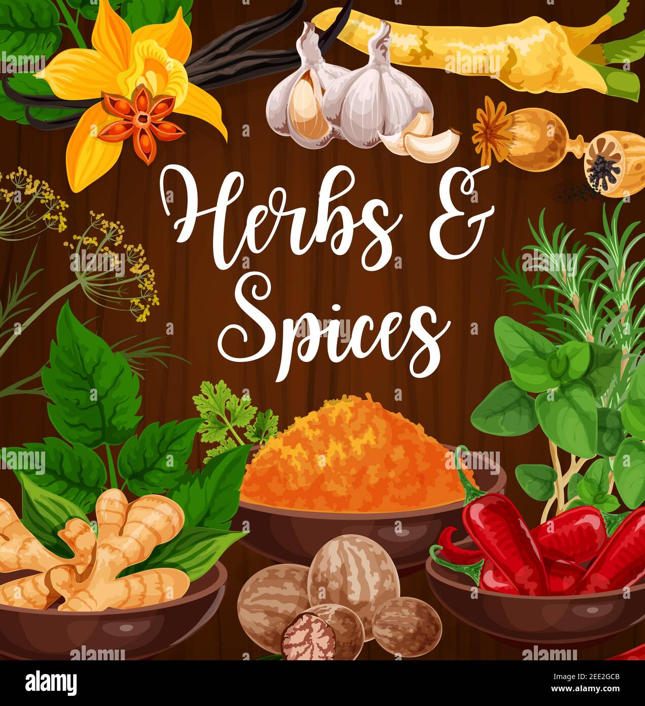 Erbe aromatiche da cucina e spezie esotiche. Anice stellato, fiore alla vaniglia e aglio, semi di papavero, rafano e zenzero, noce moscata, peperoncino e rosmarino Illustrazione Vettoriale