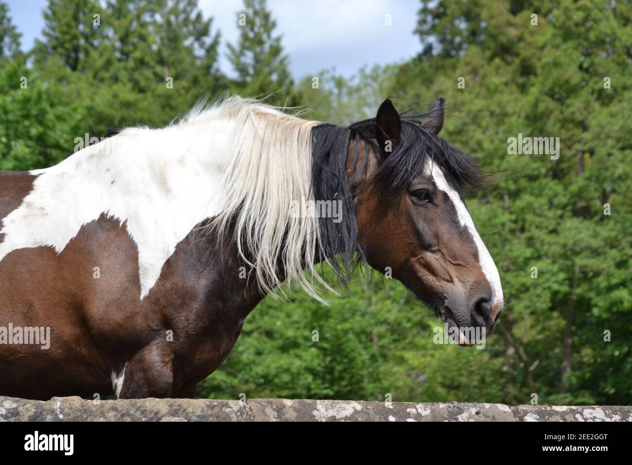 Cavallo Bianco e marrone in UN campo - North York Moors - Regno Unito Foto Stock