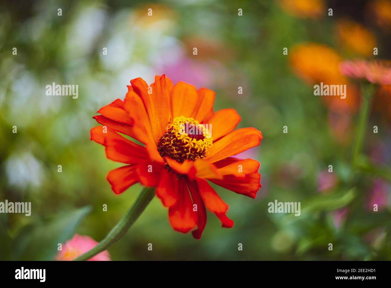 Ruby Red Helenium Autumnale in giardino Foto Stock