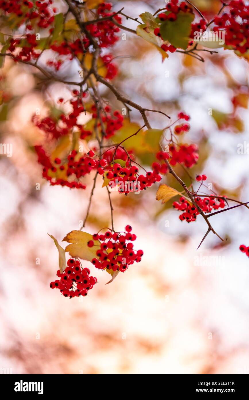 Wild Cherries foglie d'autunno Foto Stock