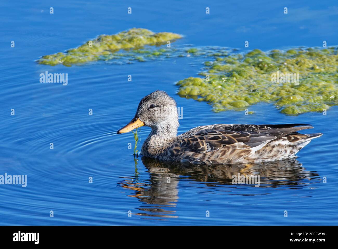 Gadwall (Anas strepera) femmina che dabbling per stagno erbacce in una piscina paludosa, Catcott Lows National Nature Reserve, Somerset, UK, settembre. Foto Stock