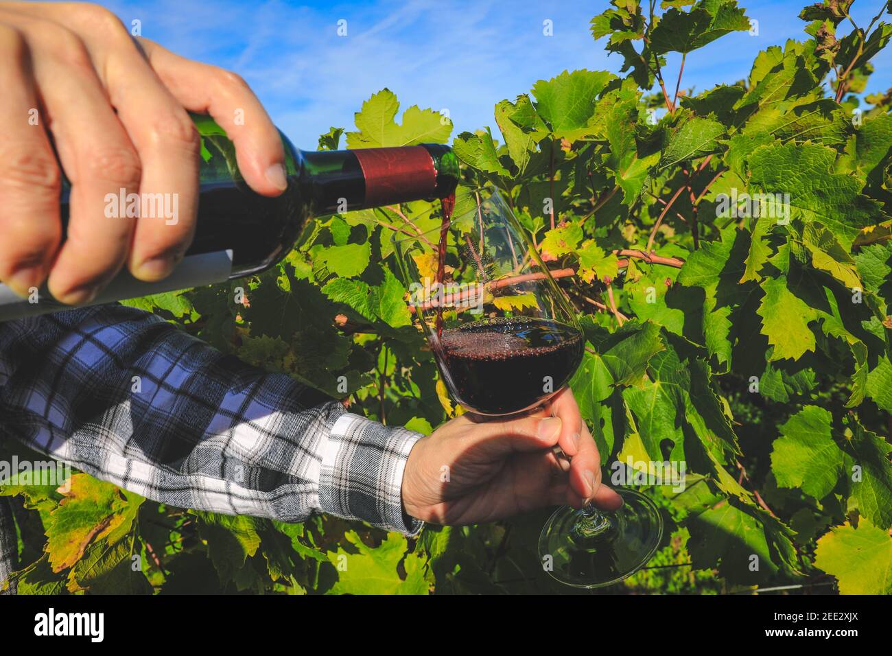 Bicchiere e bottiglia di vino rosso focalizzati su un bicchiere di vino. Vino rosso versato in vigna Foto Stock