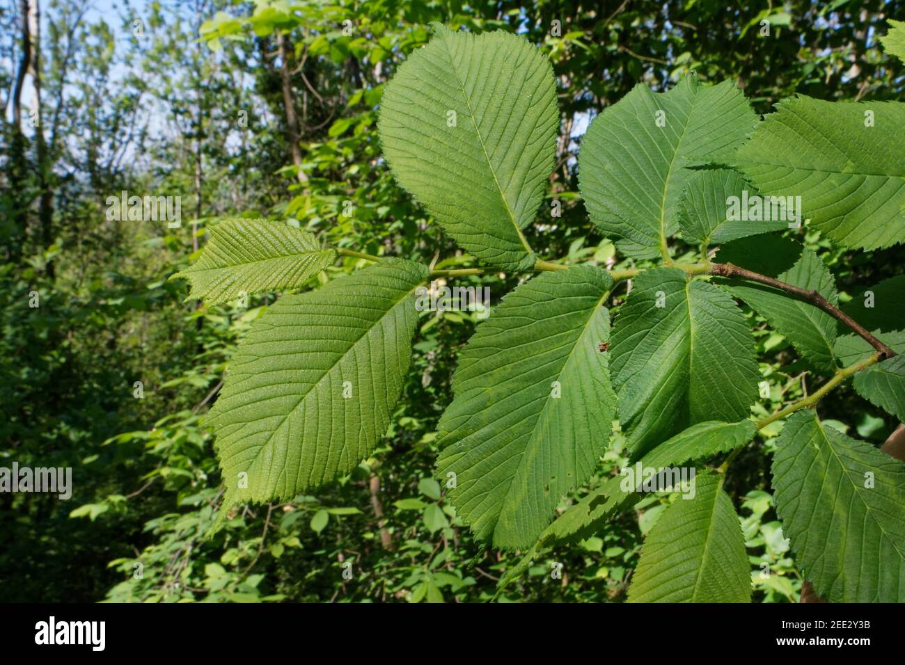 Wych elm (Ulmus glabra) foglie di recente apertura su una cresta boschiva, Wiltshire, Regno Unito, maggio. Foto Stock