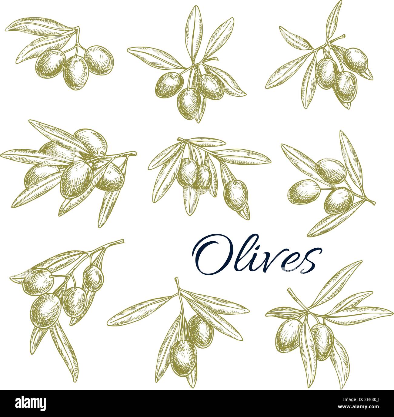 Set di icone isolate dello schizzo vettoriale Olive. Rami di raccolta di olive verdi o nere fresche. Simboli per l'etichetta di prodotti extra vergine di oliva o per l'italiano Illustrazione Vettoriale
