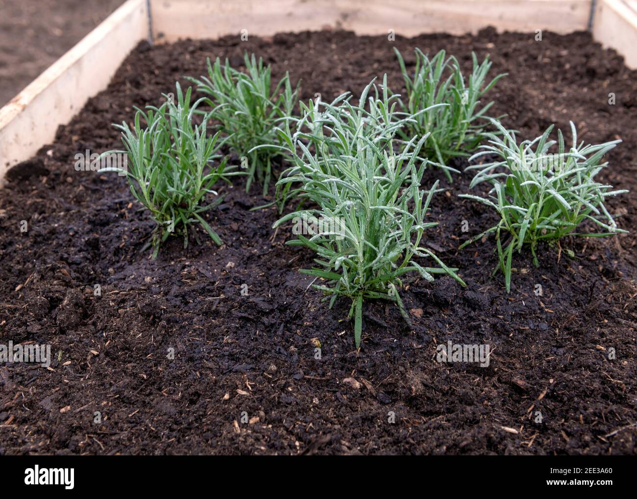 Fuoco selettivo di fiori di lavernder recentemente piantati in letti rialzati sopra al allotment o piante da giardino sono state appena acqua dentro nuovo spazio di copia composto a. Foto Stock