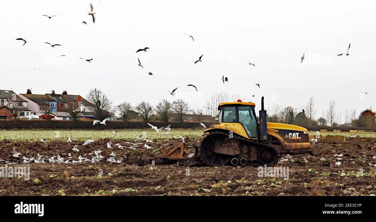 Un trattore cingolato Caterpillar al lavoro vicino a Burscough che tira un sotto soiler attraverso la terra con i gabbiani godendo il festa di vermi girati Foto Stock
