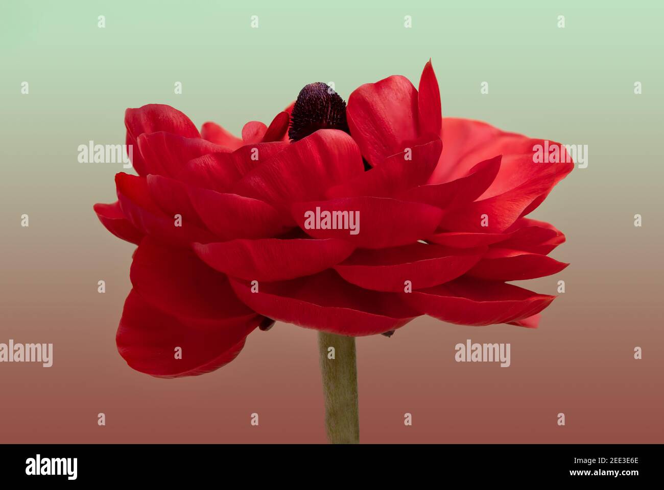 Vista laterale del fiore rosso Ranunculus fiorito Foto Stock