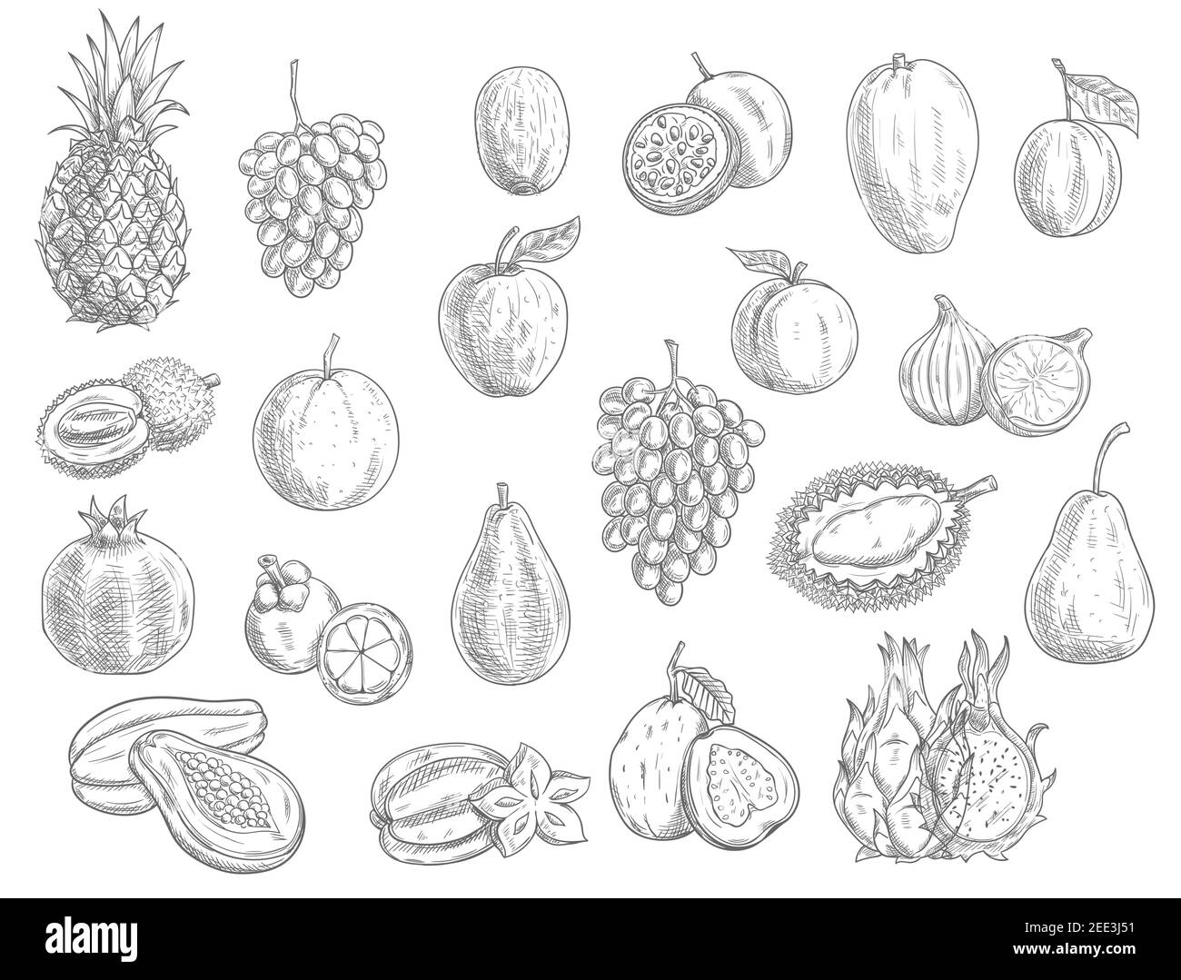 Le icone vettoriali isolate vengono utilizzate per lo schizzo. Durian, melograno e ananas, pesca e papaya mercato agricolo o negozio di giardino e frutta tropicale esotica. Tropicale Illustrazione Vettoriale