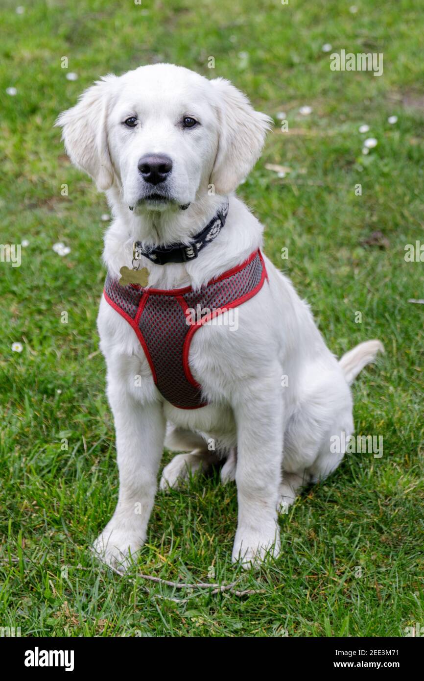 5 mesi-vecchio Labrador bianco Retriver Puppy maschio Foto Stock
