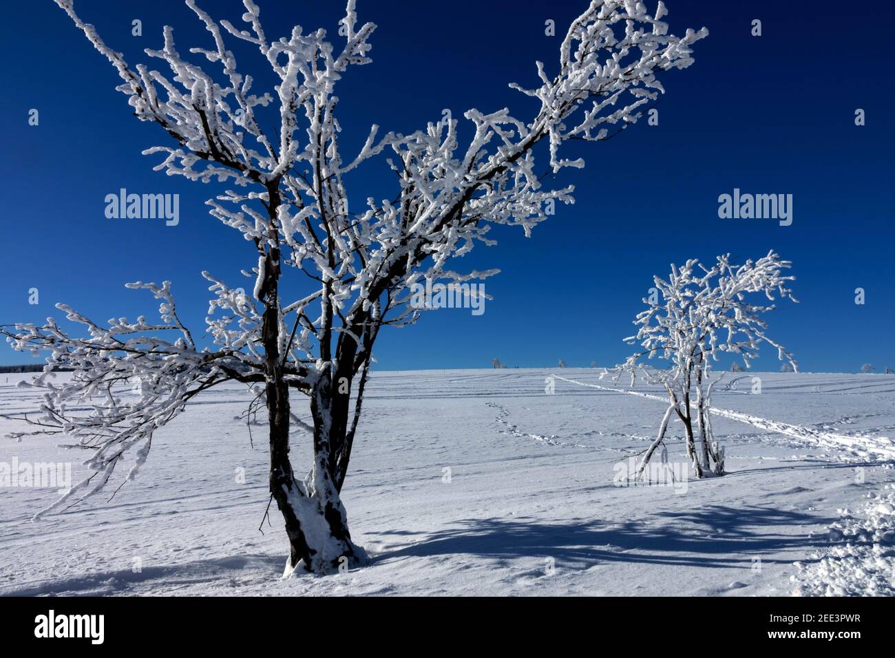 Vecchio albero di cenere di montagna in paesaggio innevato Bohemian re Montagne paesaggio rurale Inverno giorno di sole Foto Stock