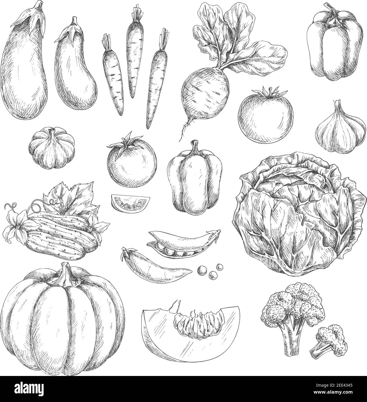 Set di icone vettoriali per verdure. Schizzo isolato di zucca e carota, rafano o barbabietola e peperone, cavolo, pomodoro o cetriolo. Fattoria fresco raccolto di zu Illustrazione Vettoriale