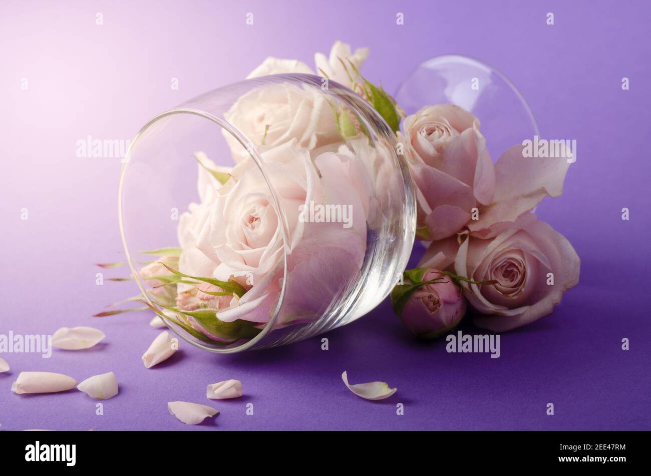 Striscione romantico e creativo con delicata composizione di rose color lilla nel bicchiere da vino su sfondo viola. Foto Stock