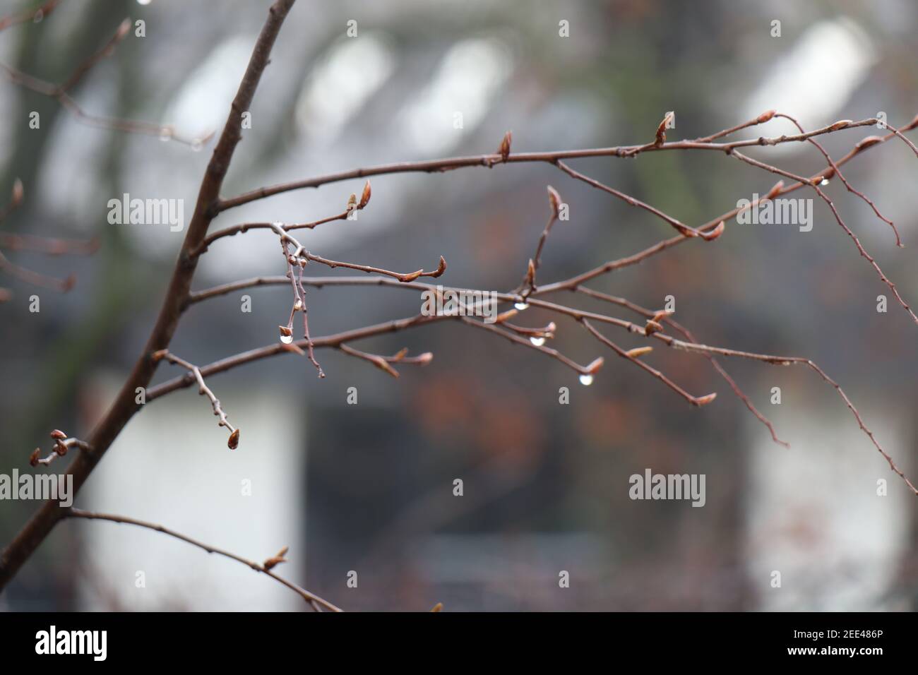 Immagine closeup di un ramo di carpino al mattino con gocce d'acqua dalla rugiada mattutina su di esso. Lo sfondo è sfocato. Foto Stock