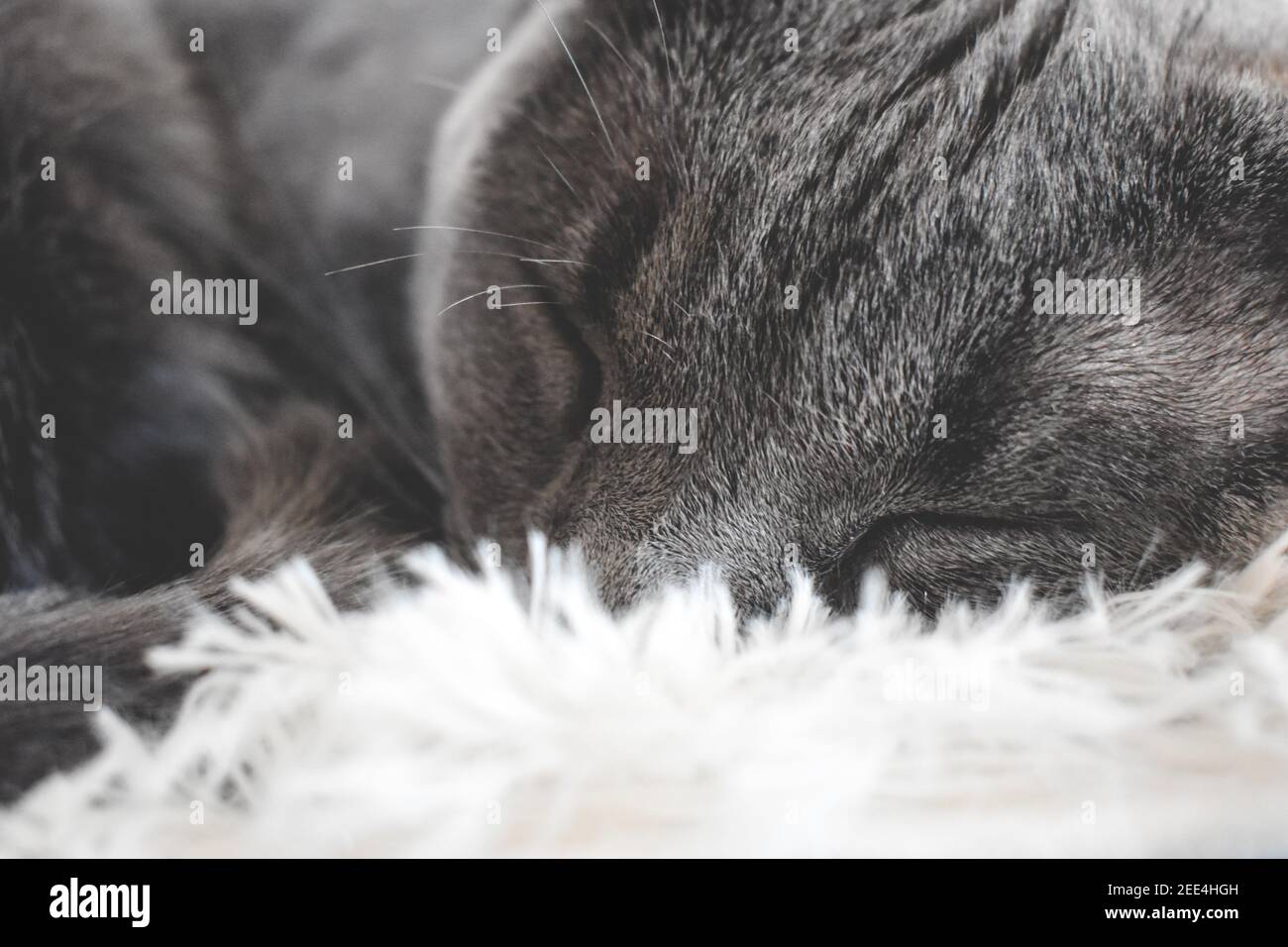 Cute gatto grigio dormire all'interno Foto Stock