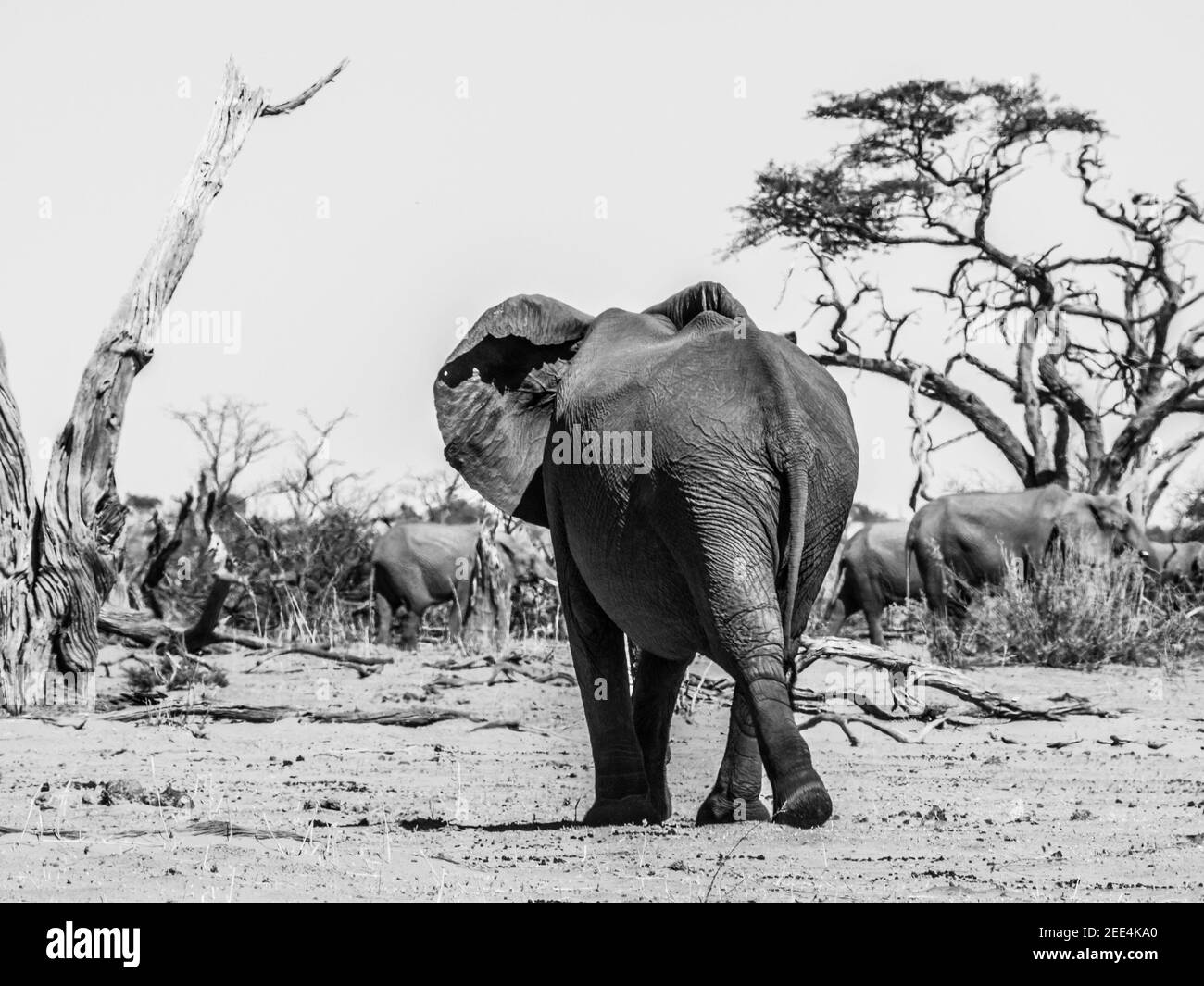 Elephant a piedi Foto Stock