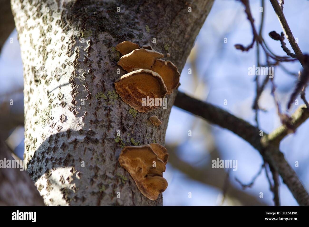 i funghi crescono sull'albero di mela Foto Stock