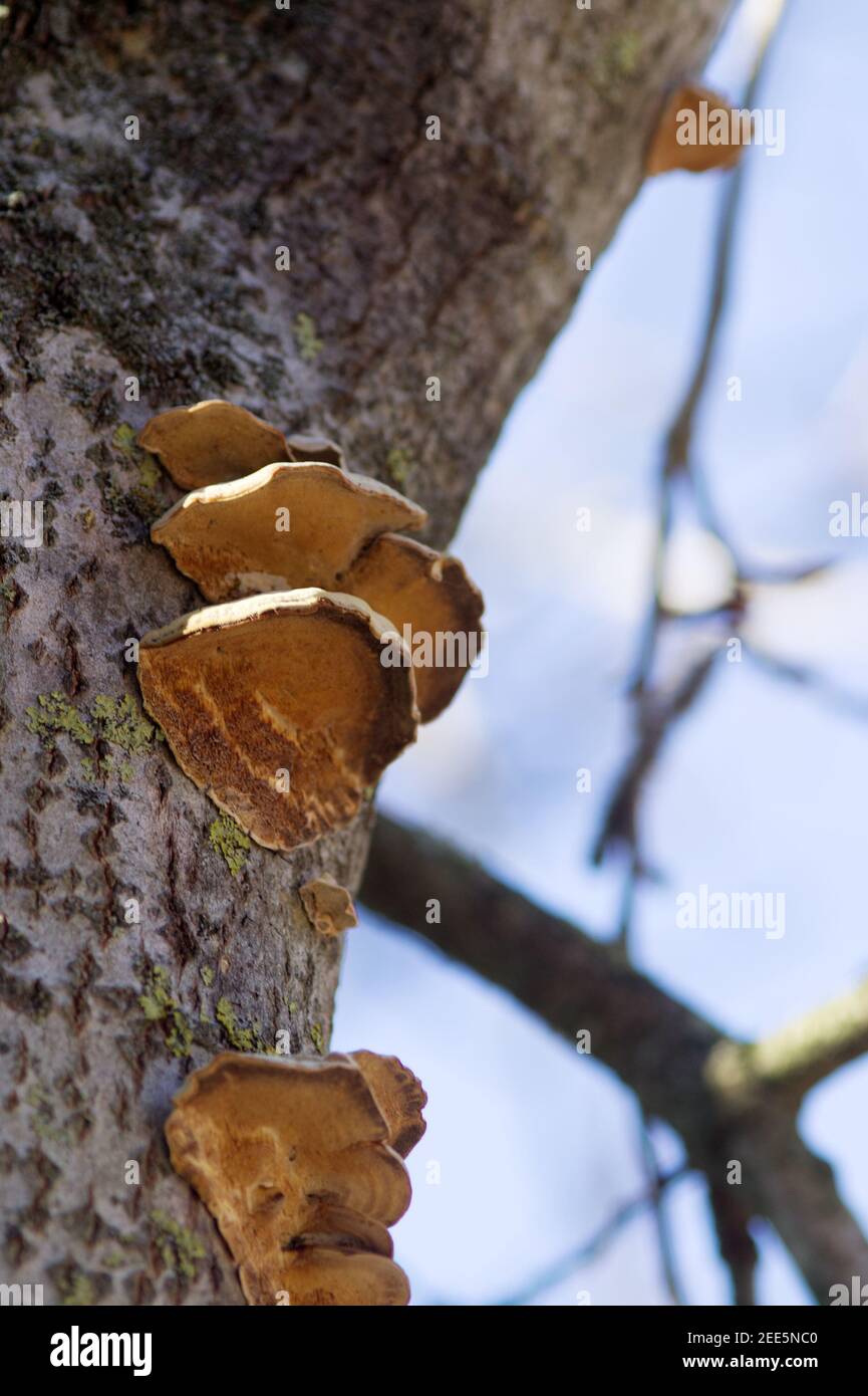 i funghi crescono sull'albero di mela Foto Stock