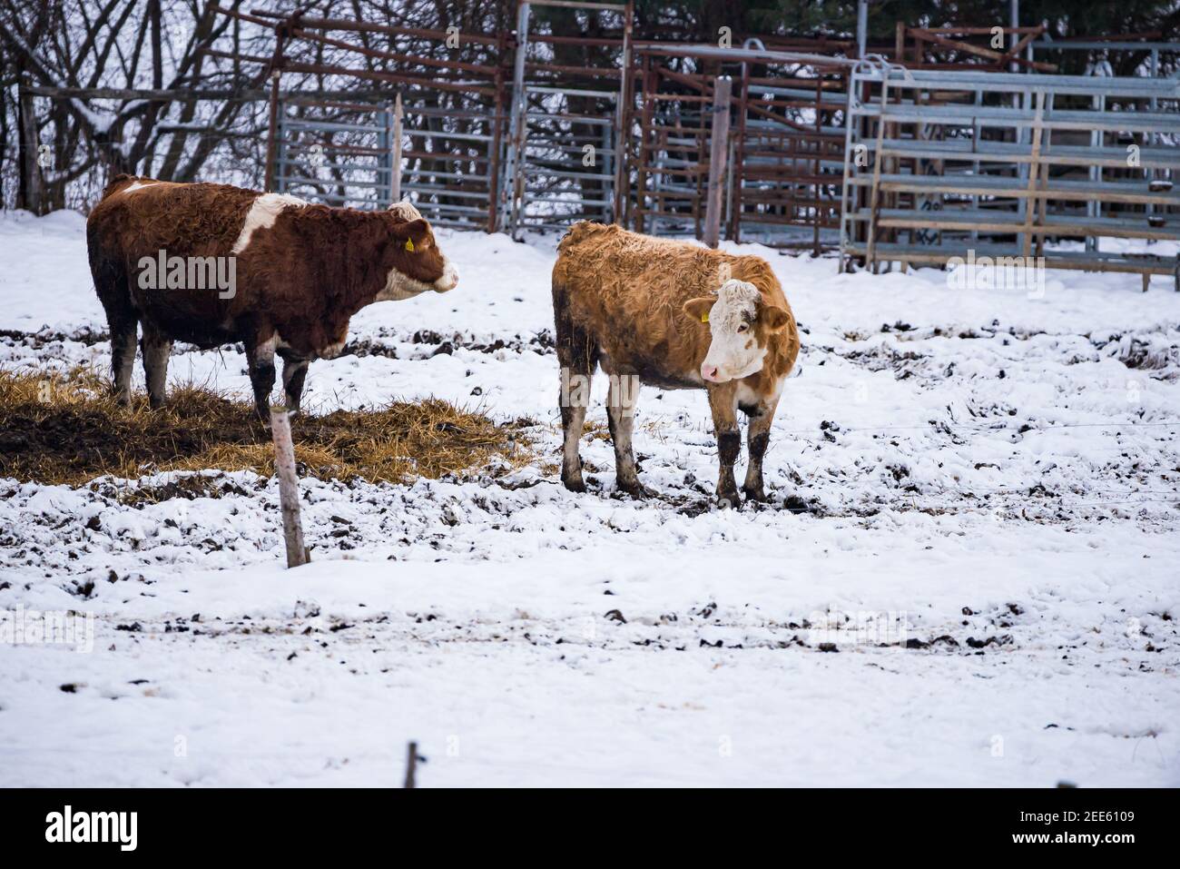 Giovani vitelli sulla neve in inverno, repubblica Ceca Foto Stock