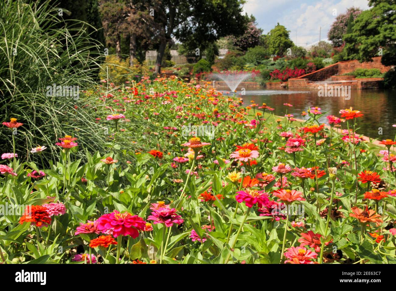 Un campo di zinnie funge da giocatore anteriore, mentre un laghetto con una fontana e mirtillo di colza in fiore sullo sfondo del Will Rogers Park Gardens, OKC. Foto Stock