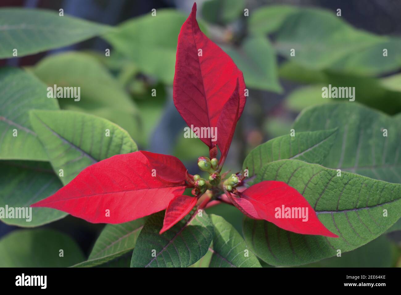 La poinsettia è ben nota per il suo fogliame rosso e verde ampiamente utilizzato nelle esposizioni di Natale. È coltivato come una pianta in vaso che è velenosa agli animali domestici Foto Stock